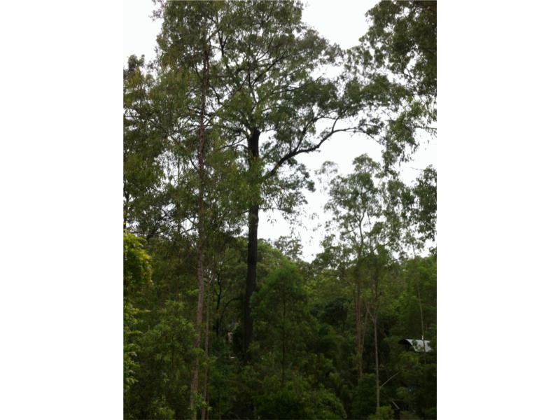 11 Nankin Street, Fig Tree Pocket QLD 4069