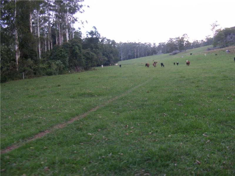 295 Eastern Boundary Road, Bellangry NSW 2446