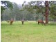 295 Eastern Boundary Road, Bellangry NSW 2446