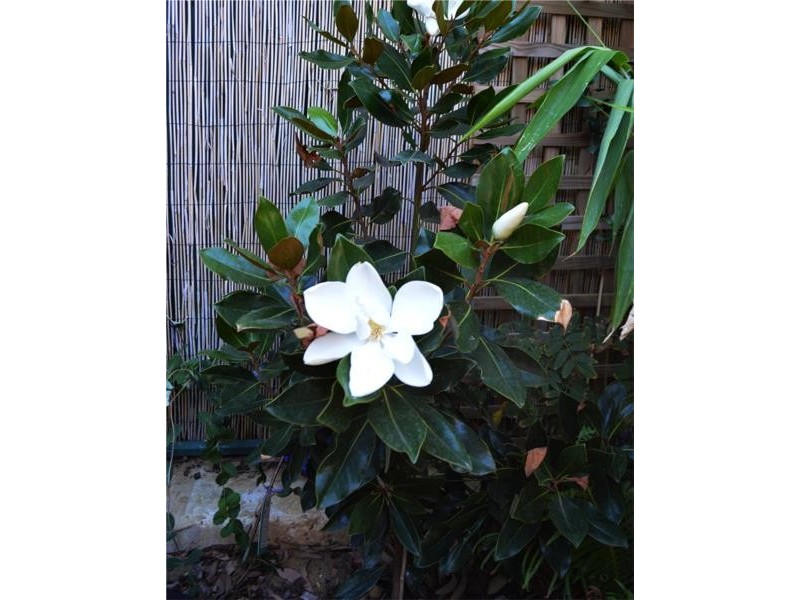 12 Cantata Avenue, Bullsbrook WA 6084