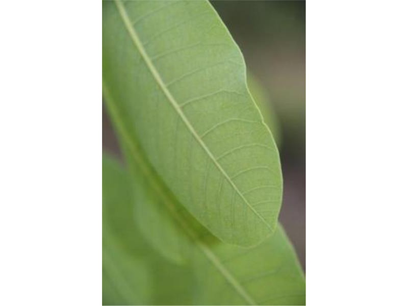 83 White Street, Graceville QLD 4075