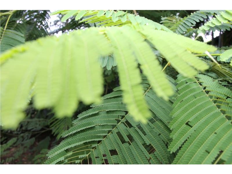 83 White Street, Graceville QLD 4075