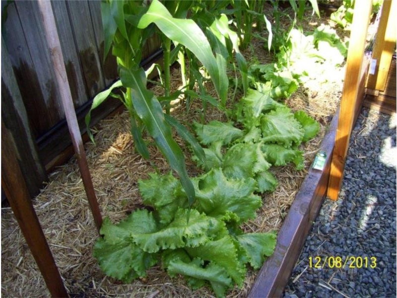 102 Torquay Crescent, Tingalpa QLD 4173