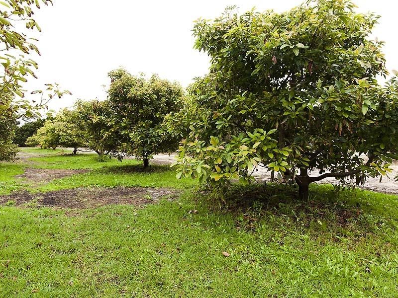 235 McLennan Drive, Nowergup WA 6032