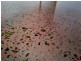 3 Italian Club Road, Coober Pedy SA 5723