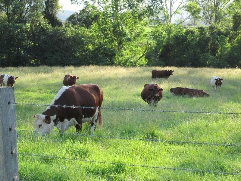 639 Toms Creek Road, Ellenborough NSW 2446