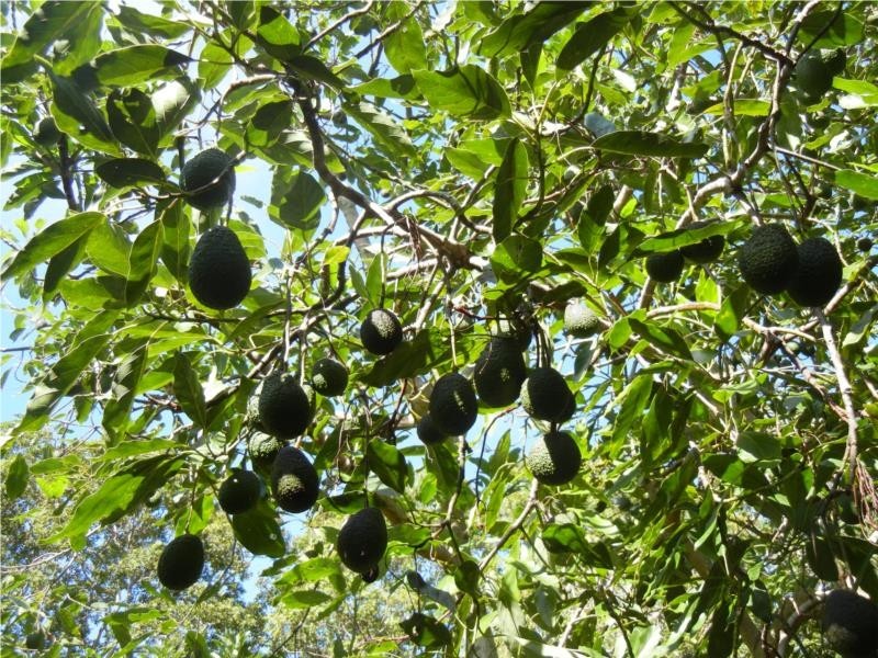 73-83 Burgess Avenue, Maleny QLD 4552