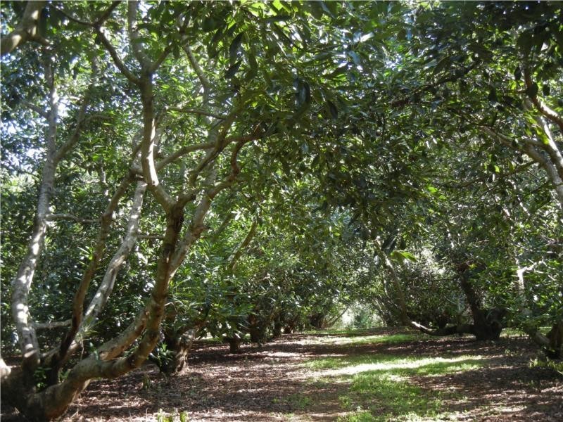 73-83 Burgess Avenue, Maleny QLD 4552