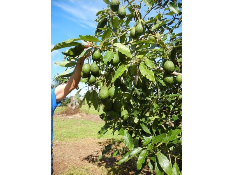 73-83 Burgess Avenue, Maleny QLD 4552