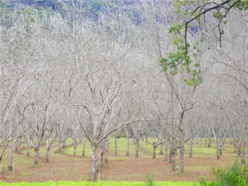 1710 Baerami Creek Road, Baerami Creek NSW 2333