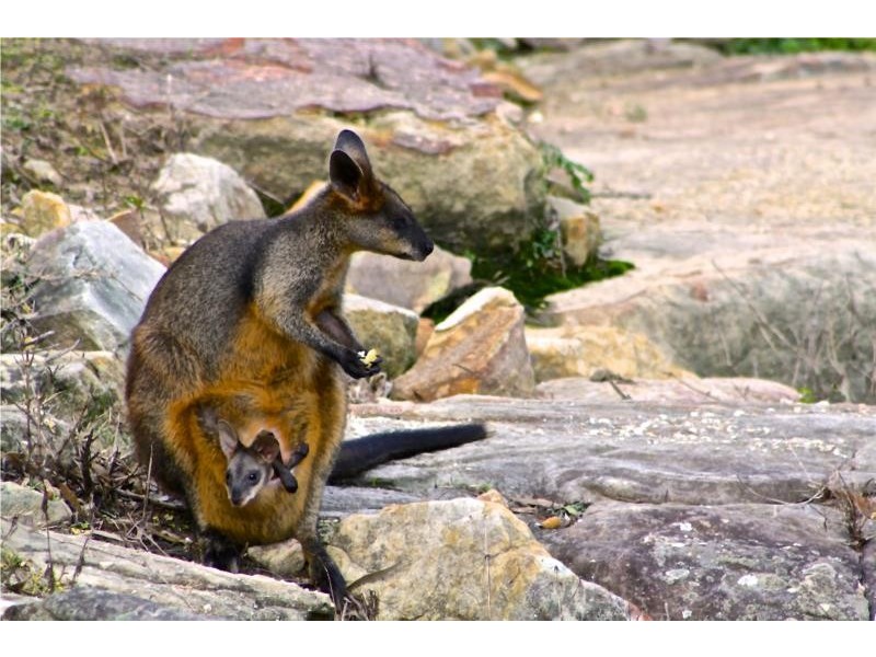 27 The Palisade, Umina Beach NSW 2257