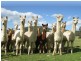Coolongolook NSW 2423