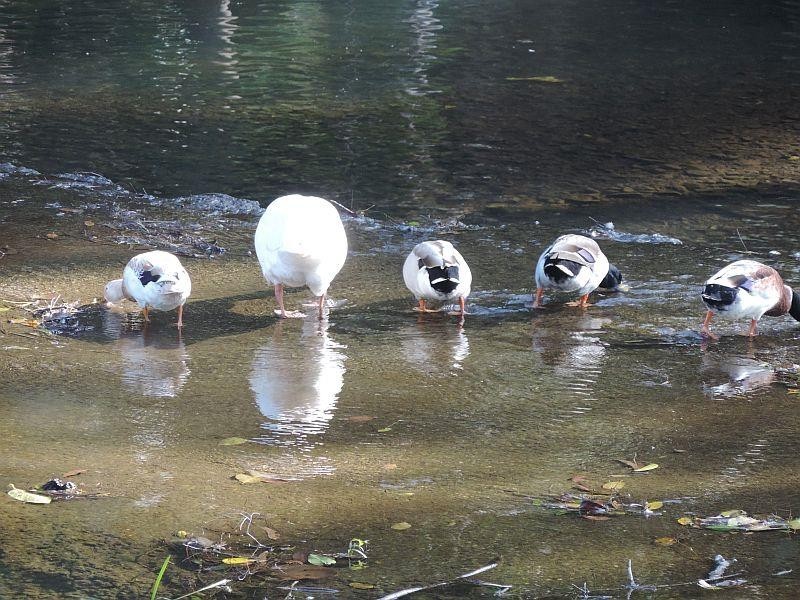 290 middle creek road, Sarina QLD 4737