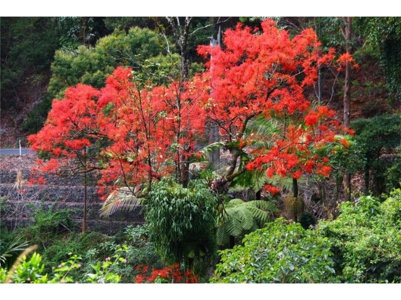 135a Pine Avenue, Ulong NSW 2450