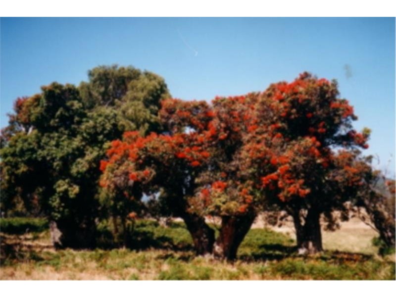 Lot 4 Peaceful Bay Road, Peaceful Bay WA 6333