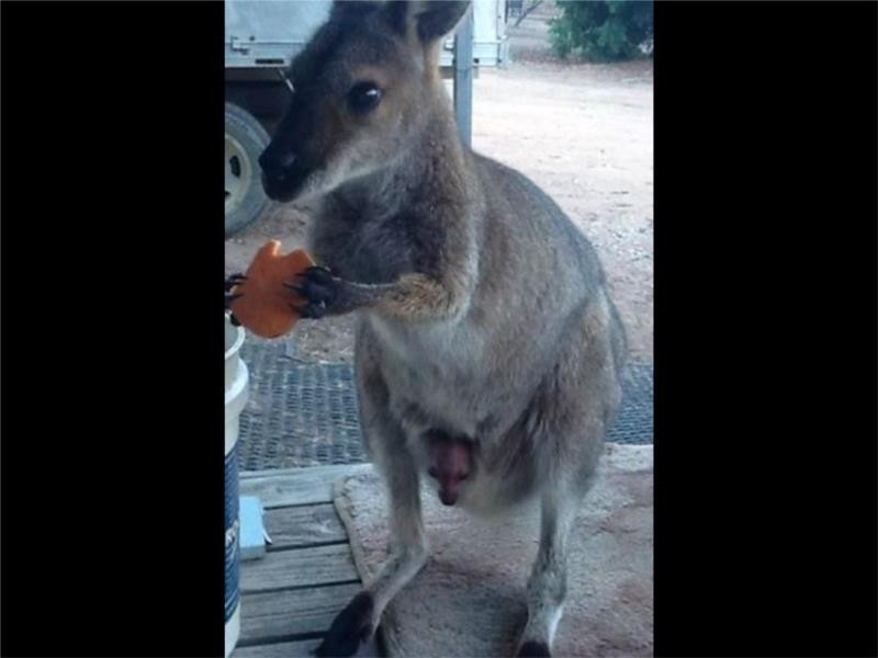 239 Cypress Drive, Yarrawonga NSW 2850