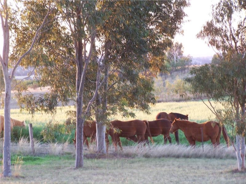 2321 Ashford Road, Inverell NSW 2360