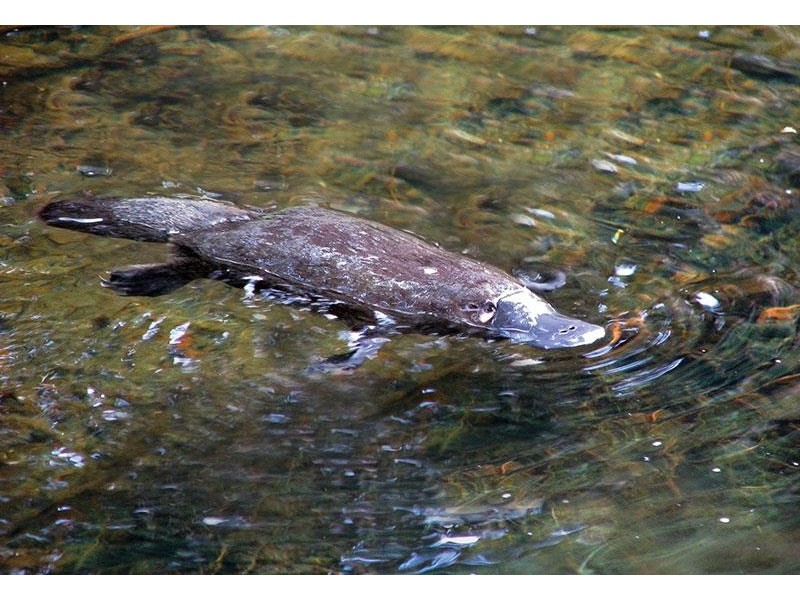 1498 Darkwood Road, Darkwood NSW 2454