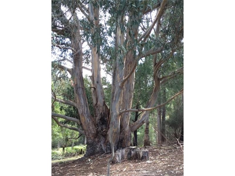 9 Old Summerleas Road, Kingston TAS 7050