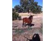 5651 Main South Road, Wattle Flat SA 5203