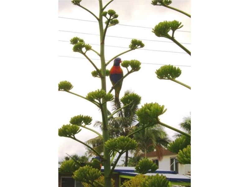 Slade Point QLD 4740