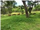 Tenterfield NSW 2372