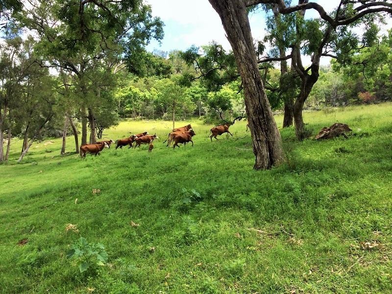 Tenterfield NSW 2372