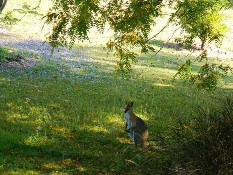 23 Sues Road, Horse Camp QLD 4671