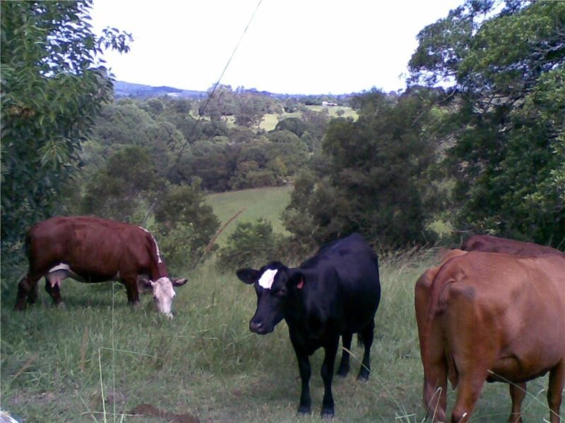 427 North Arm Road, Bowraville NSW 2449