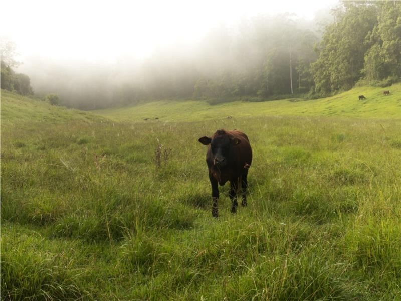 68 Kennaicle Creek Road, Missabotti NSW 2449