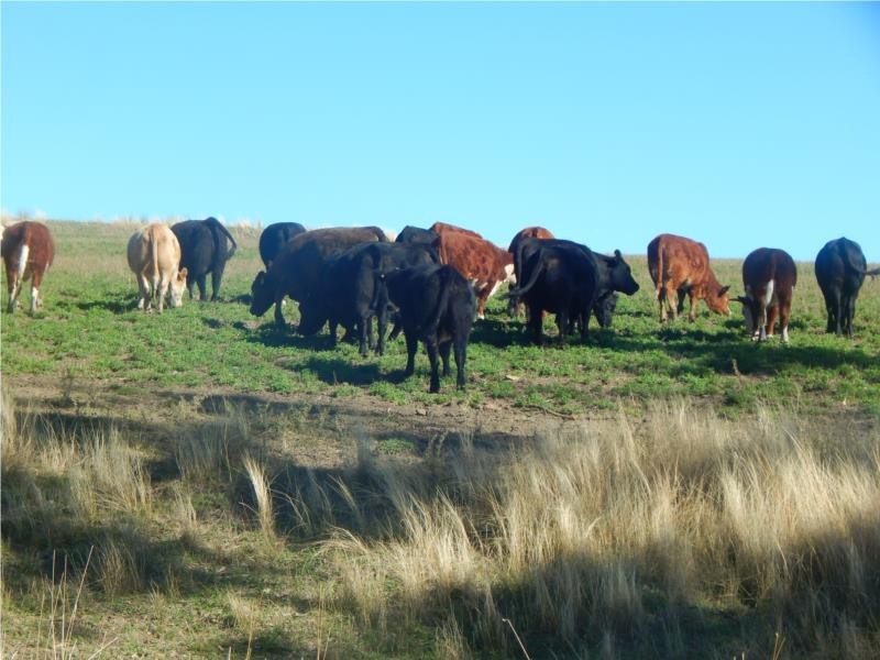 27 Gunnedah Road, Coolah NSW 2843