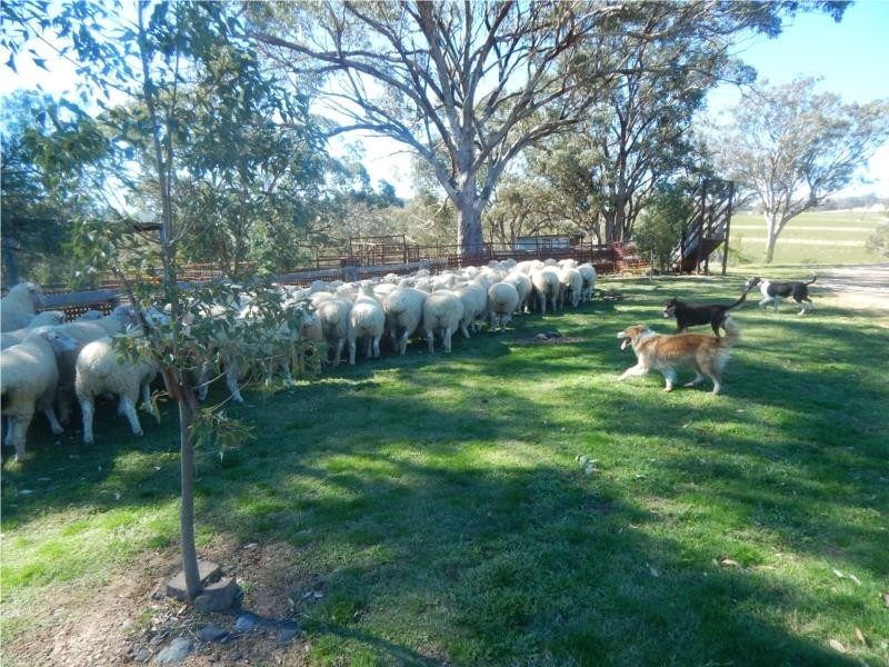 27 Gunnedah Road, Coolah NSW 2843