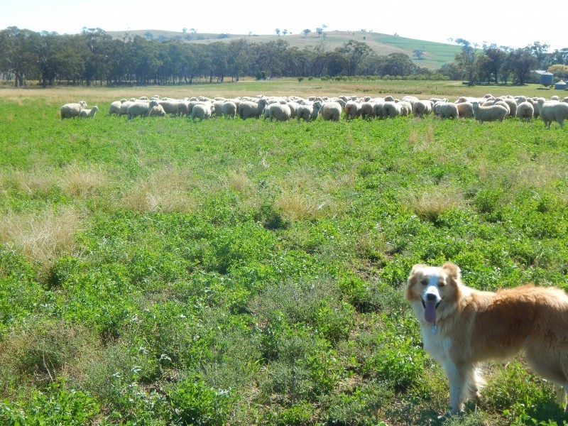 27 Gunnedah Road, Coolah NSW 2843