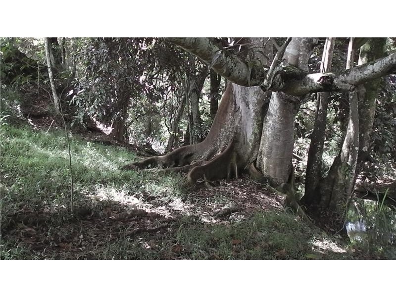 330 Pine Creek Way, Bonville NSW 2441