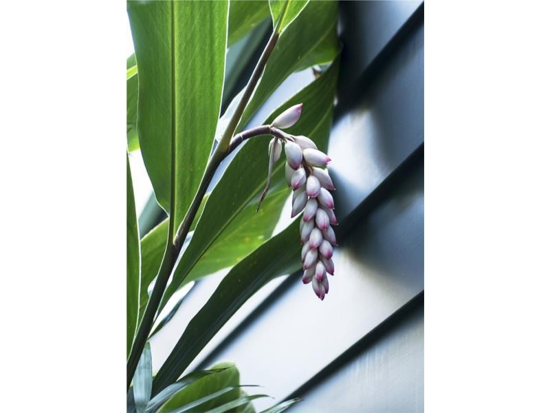 51 Nullaburra road, Newport NSW 2106