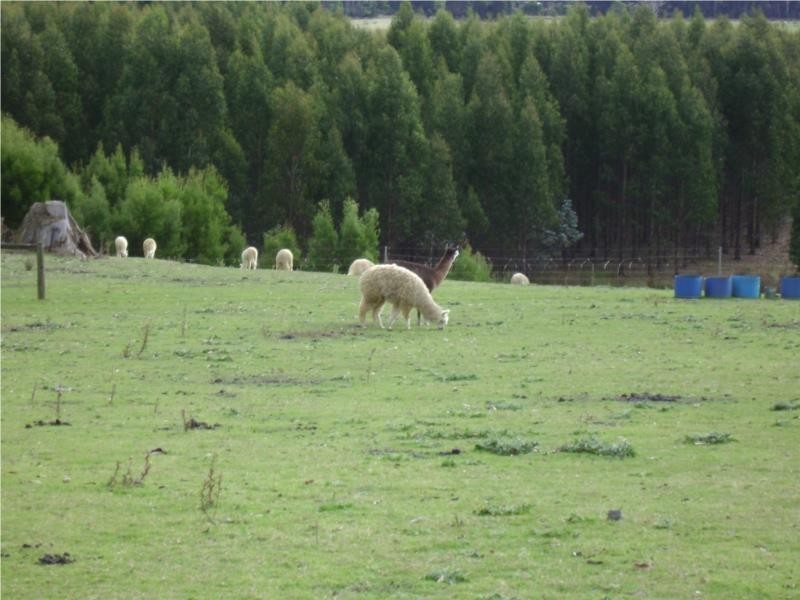 206 Boys Road, South Forest TAS 7330