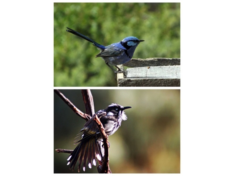 78 Moir Street, Frankland WA 6396