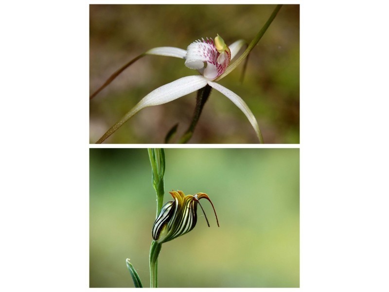 78 Moir Street, Frankland WA 6396