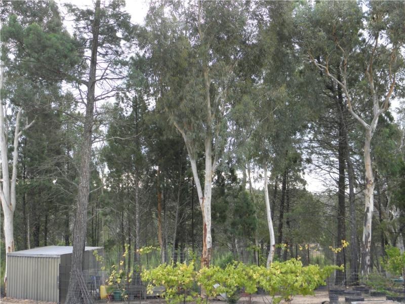 Coonabarabran NSW 2357