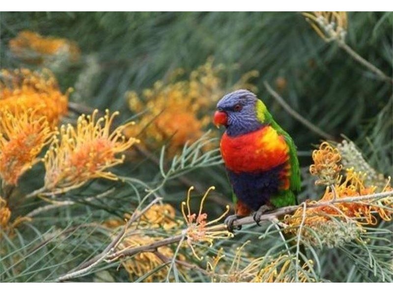 15 Bolwarra Place, Meridan Plains QLD 4551