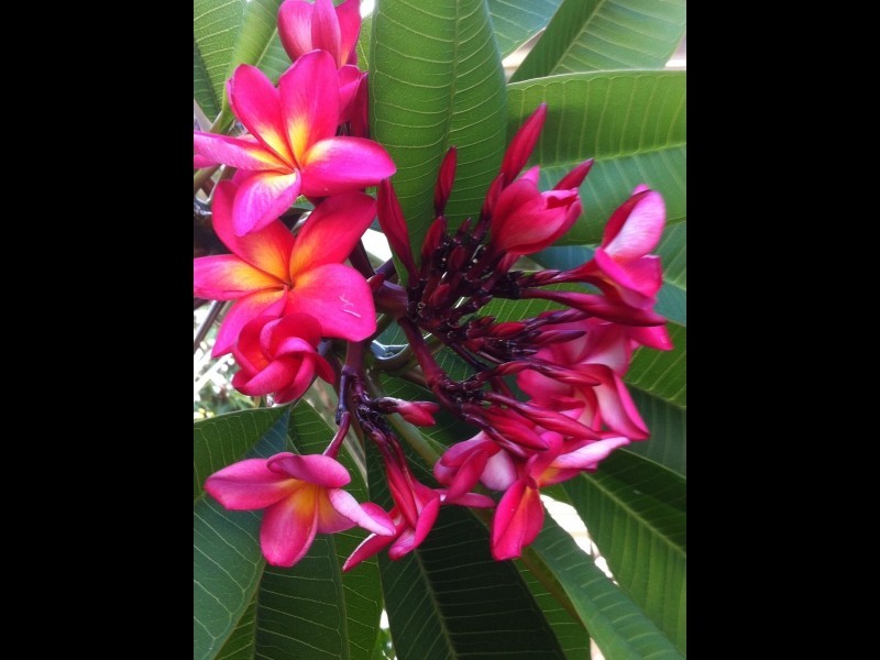 8 Princess Street, Cleveland QLD 4163