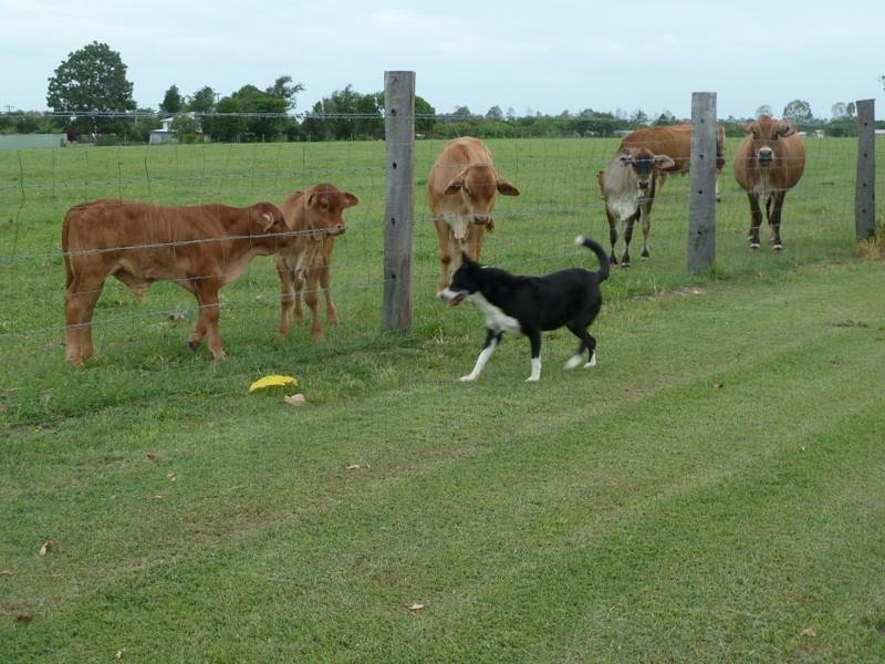 73 Oakwood School Road, Oakwood QLD 4670