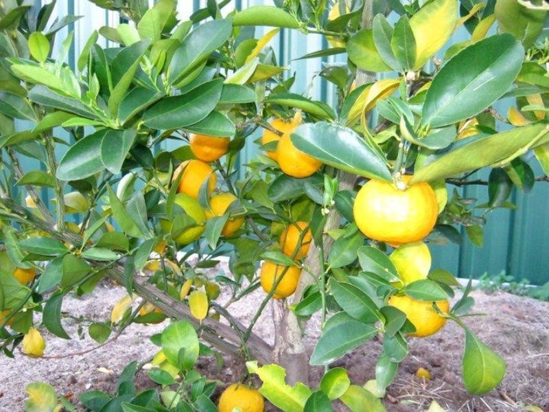 7 Ironbark Way, Shepparton VIC 3630