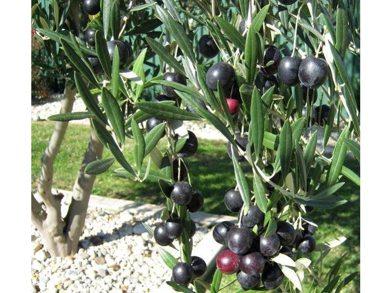 7 Ironbark Way, Shepparton VIC 3630