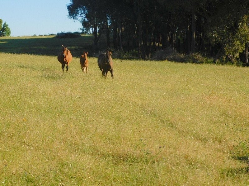 97 Horse Gully Road, Marraweeney VIC 3669