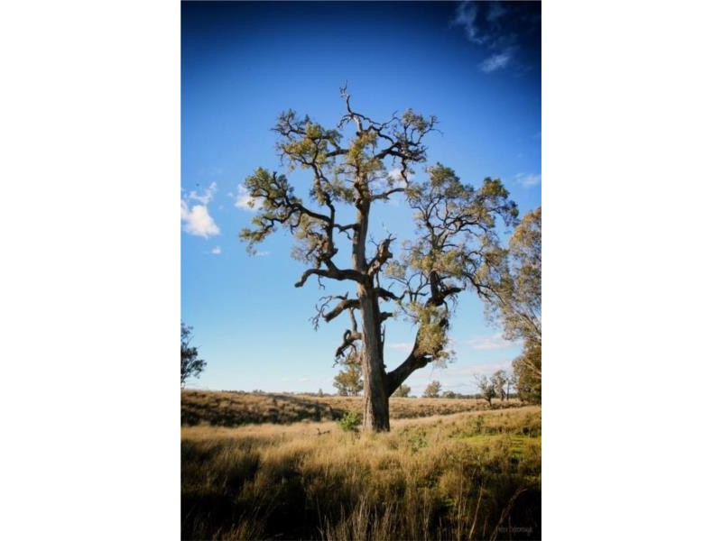 2662 Caroda Road, Bingara NSW 2404