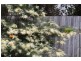 3 Red Ash Court, Palmwoods QLD 4555