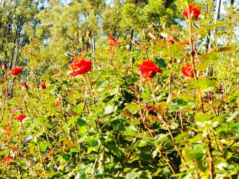 Coffs Harbour NSW 2450
