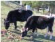 360 Thompsons Road, Forth TAS 7310