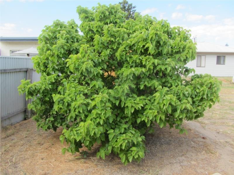 3 Oakham Street, Encounter Bay SA 5211